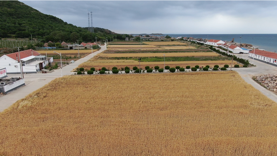 喜看麥田千重浪，滿城盡帶黃金甲