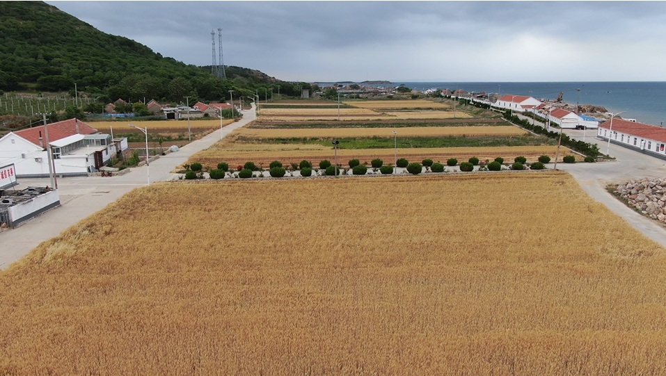 喜看麦田千重浪，满城尽带黄金甲