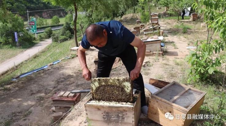 致富经土蜂蜜养殖，蜜泉中蜂养殖专业合作社
