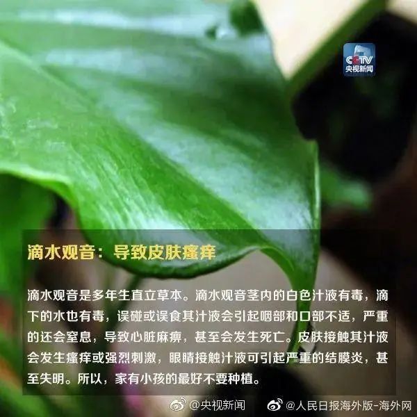 女孩这样拍照后中毒！网友：安陵容的话要信……