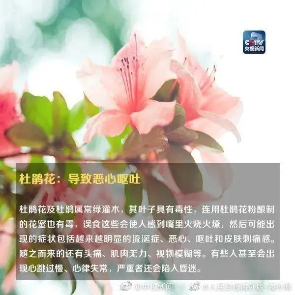 女孩这样拍照后中毒！网友：安陵容的话要信……