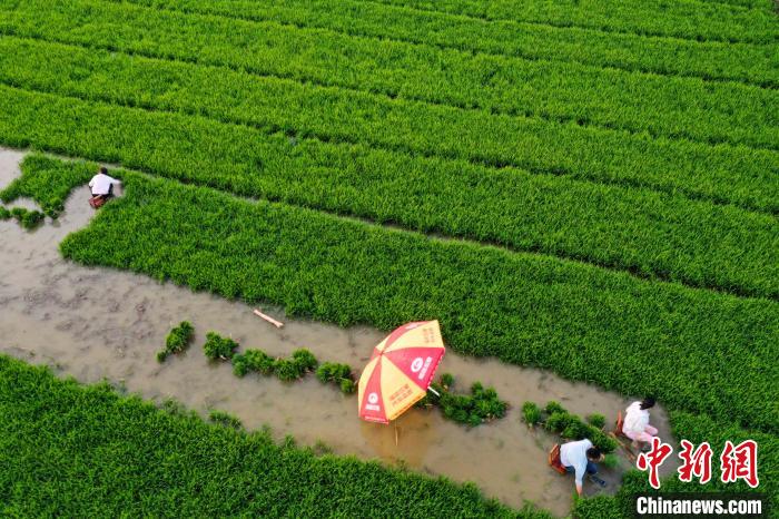 「大國“糧”策」“皖北糧倉”安徽五河夏種插秧忙