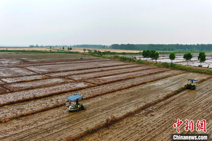 「大國“糧”策」“皖北糧倉”安徽五河夏種插秧忙