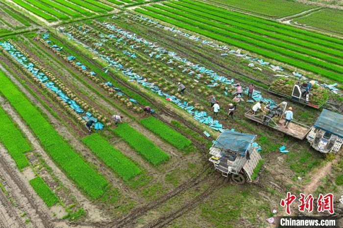 「大國“糧”策」“皖北糧倉”安徽五河夏種插秧忙