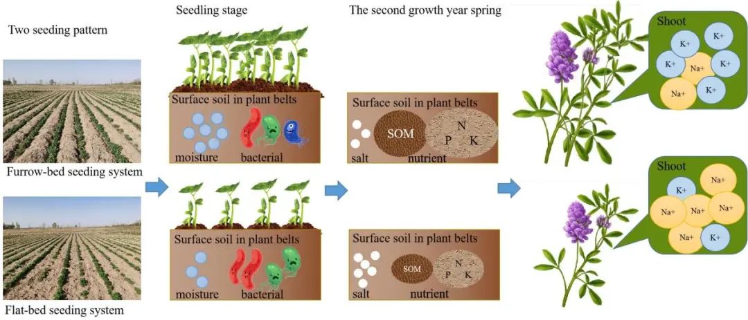 我区科研团队在盐碱地紫花苜蓿栽培领域取得最新成果