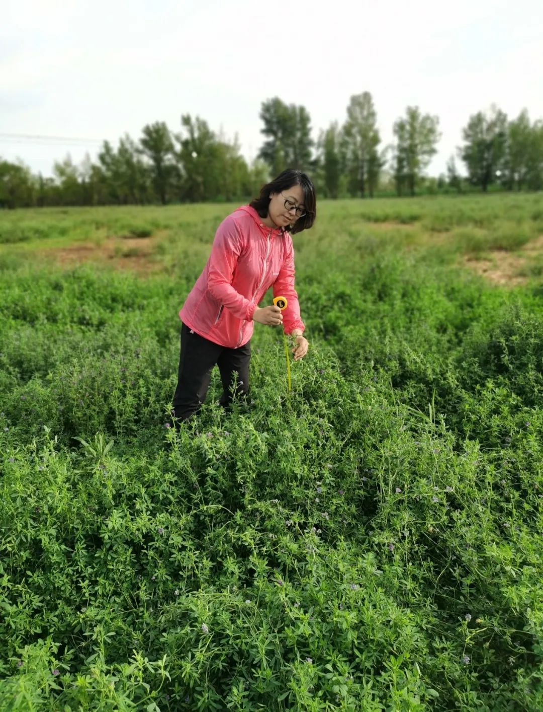 我区科研团队在盐碱地紫花苜蓿栽培领域取得最新成果