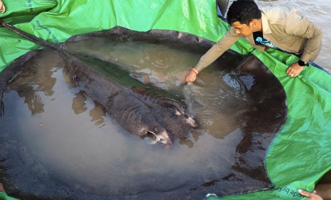 重300公斤！柬埔寨村民在湄公河捕获全球最大淡水鱼