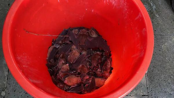 ˣƹһݱ160ֻռ……