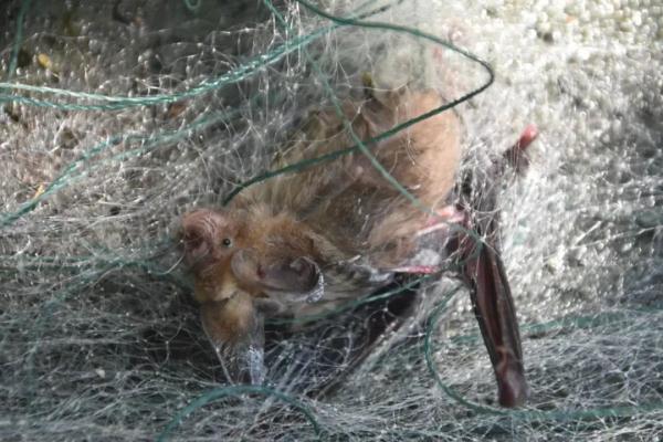 ˣƹһݱ160ֻռ……