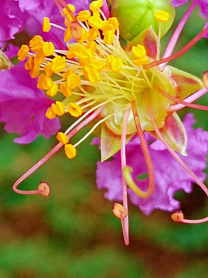 青未了／夏日第一拍：紫薇花闪亮登场