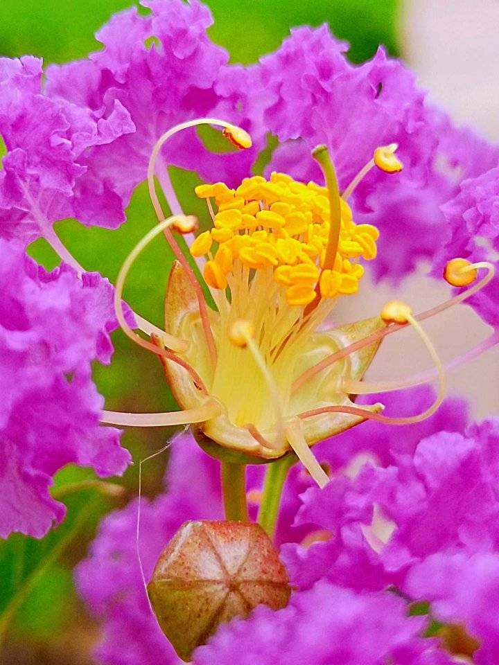 青未了／夏日第一拍：紫薇花闪亮登场