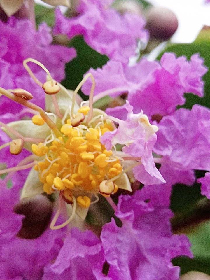 青未了／夏日第一拍：紫薇花闪亮登场