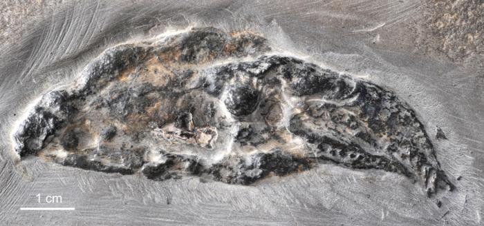 《科学报告》：1.64亿年前古代头足类生物以强有力吸盘捕猎