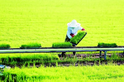 大国粮仓根基牢 中国饭碗端得稳