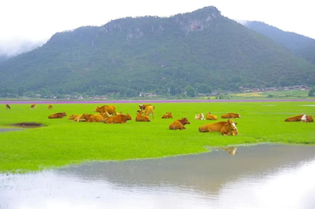 夏日，丽江文海美如画