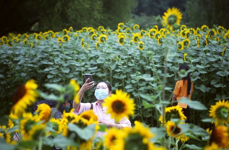 奥森北园近百亩向日葵进入最佳观赏期