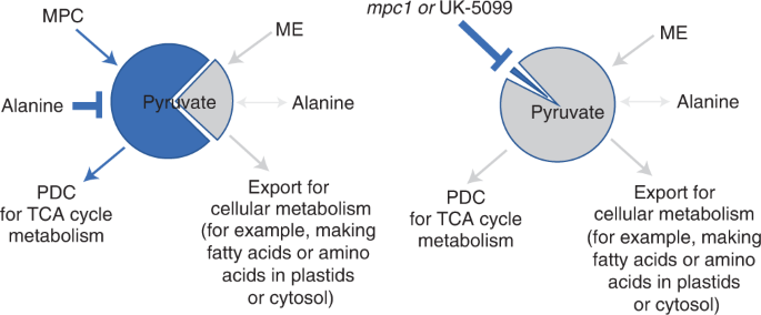 具有“深远意义”的发现：植物正在对我们的未来“做出秘密的碳决定”