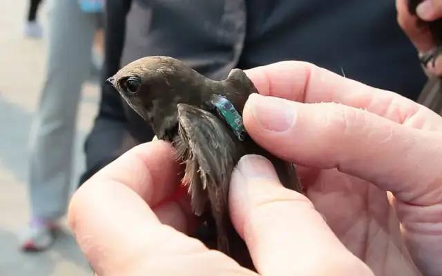 科技爱好者周刊（第 213 期）：知识孤岛，知识软件