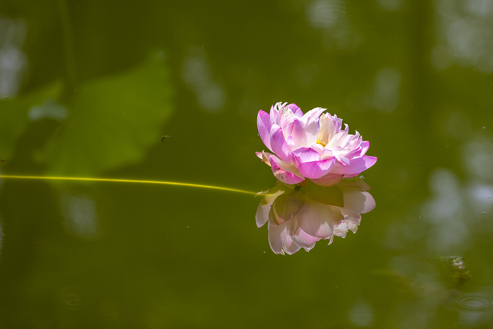 山东好景｜泉城公园再现荷花蜻蜓图