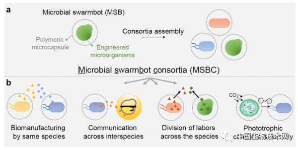 Nature子刊：戴卓君课题组通过工程化空间隔离实现多物种菌群的构建