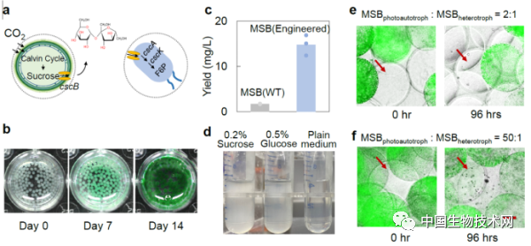 Nature子刊：戴卓君课题组通过工程化空间隔离实现多物种菌群的构建