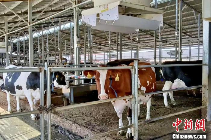 宁夏灵武：奶产业跑出“加速度”