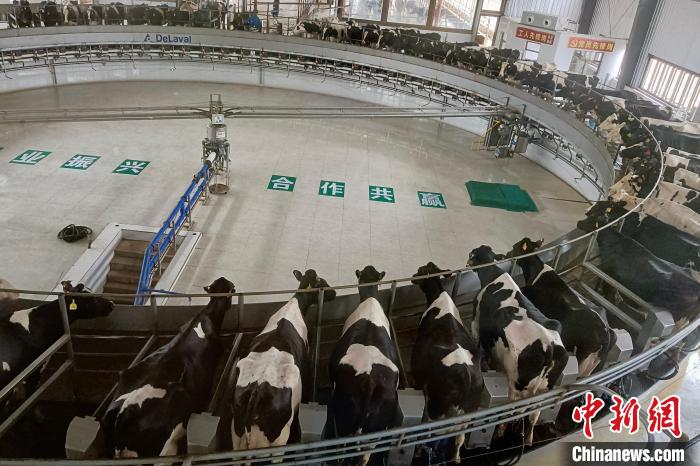 宁夏灵武：奶产业跑出“加速度”