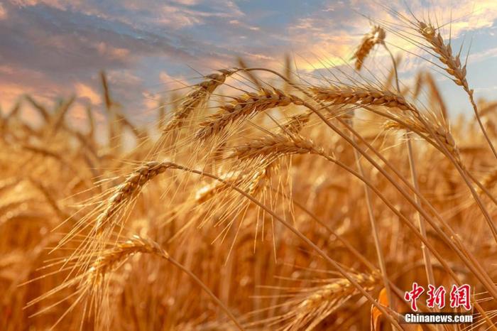 国际小麦价格回落，世界粮食危机解除？