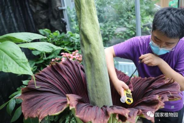 国家植物园巨魔芋世界首次实现群体开花