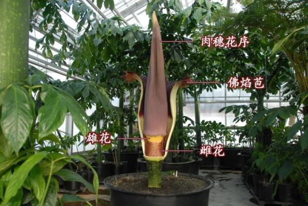 国家植物园巨魔芋世界首次实现群体开花