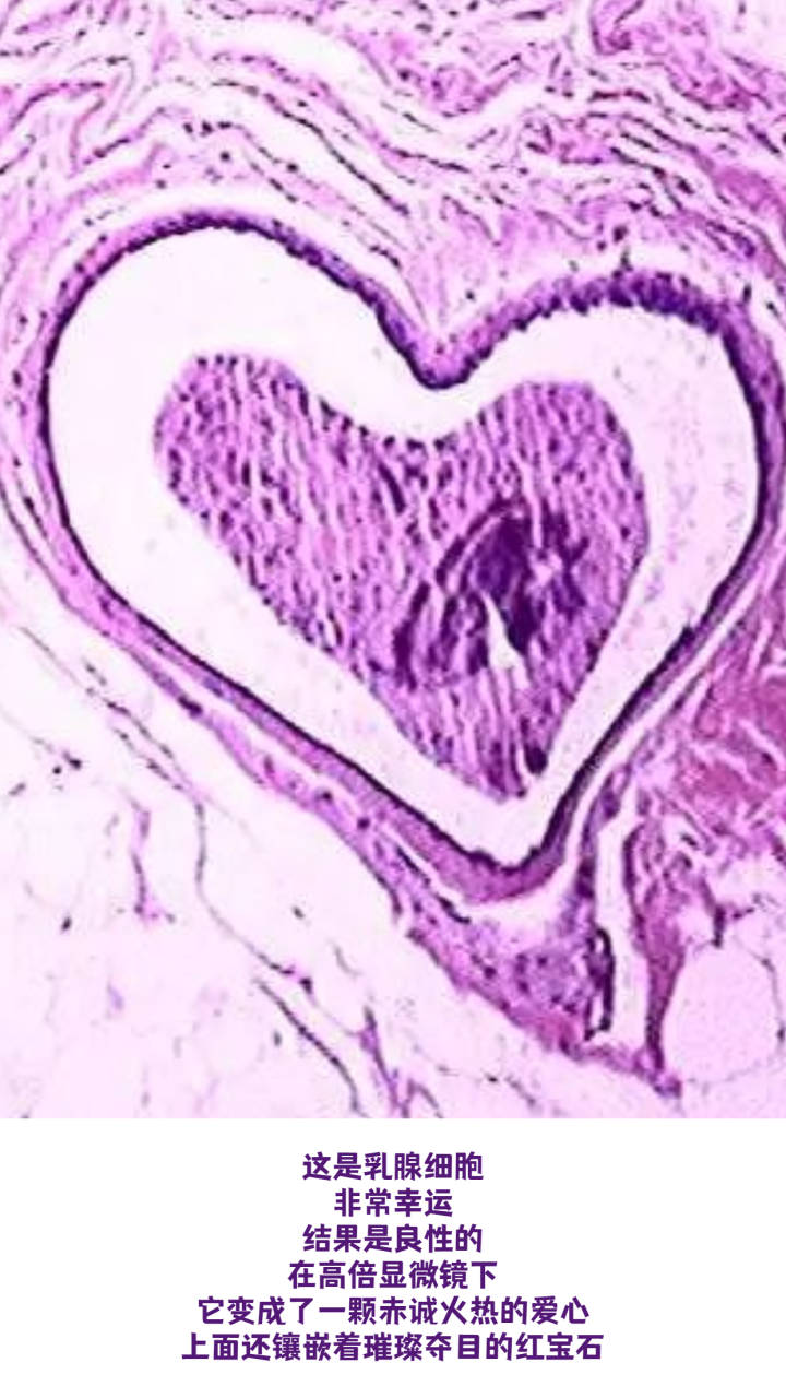 惊艳！显微镜下的人体细胞原来这么美