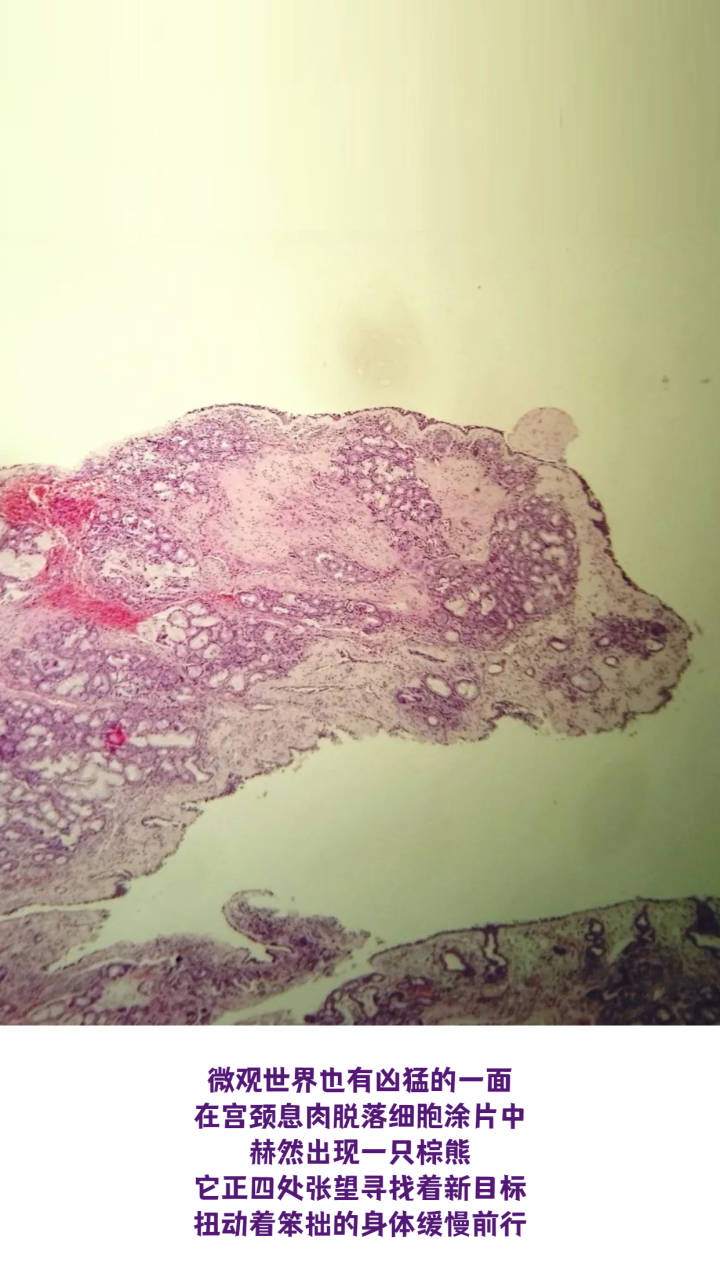 惊艳！显微镜下的人体细胞原来这么美