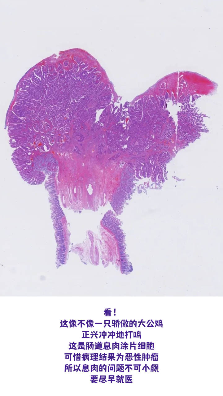 惊艳！显微镜下的人体细胞原来这么美