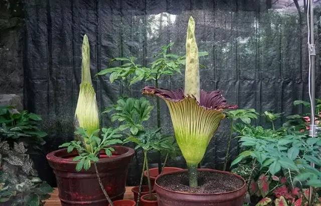 科技爱好者周刊（第215期）：互联网最喜欢的行为模式