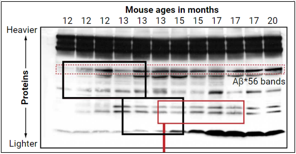 这篇论文涉嫌造假！影响波及世界！十几年研究、数亿美元打水漂？