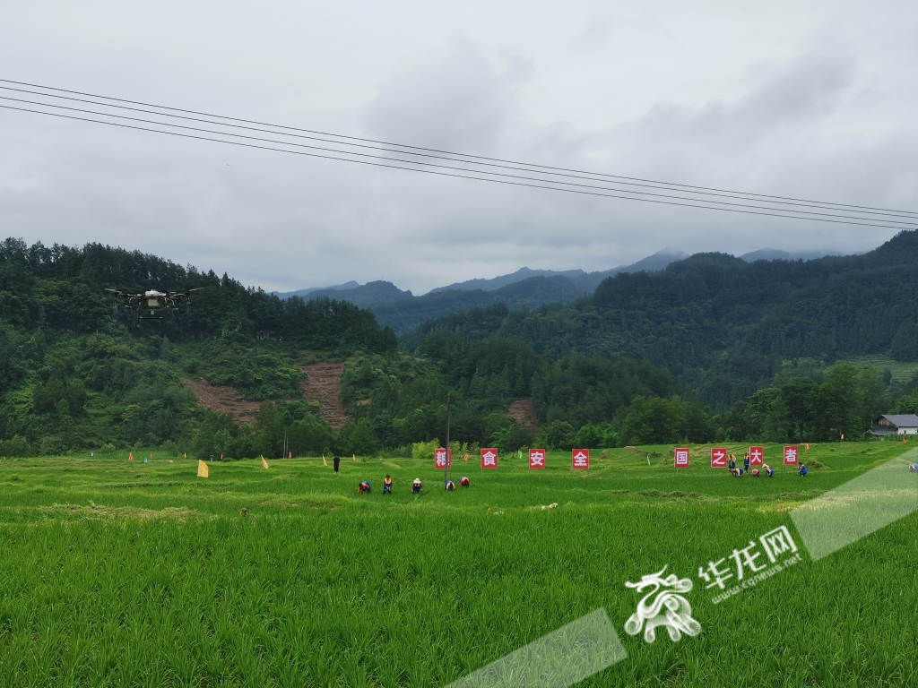 「地评线」两江评 | 农业农村经济向好给稳大盘装上加强板