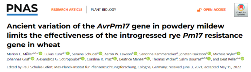 原创解读｜小麦白粉菌无毒基因AvrPm17的变异使Pm17丧失持久抗病性