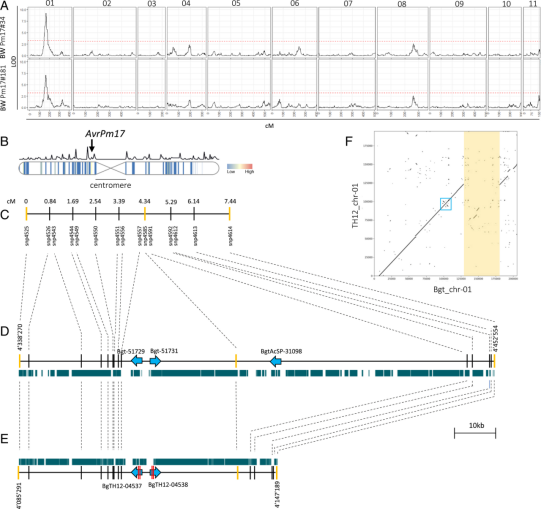 原创解读｜小麦白粉菌无毒基因AvrPm17的变异使Pm17丧失持久抗病性
