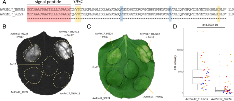 原创解读｜小麦白粉菌无毒基因AvrPm17的变异使Pm17丧失持久抗病性