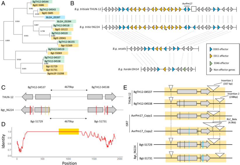 原创解读｜小麦白粉菌无毒基因AvrPm17的变异使Pm17丧失持久抗病性
