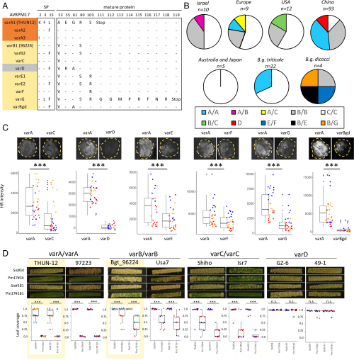 原创解读｜小麦白粉菌无毒基因AvrPm17的变异使Pm17丧失持久抗病性