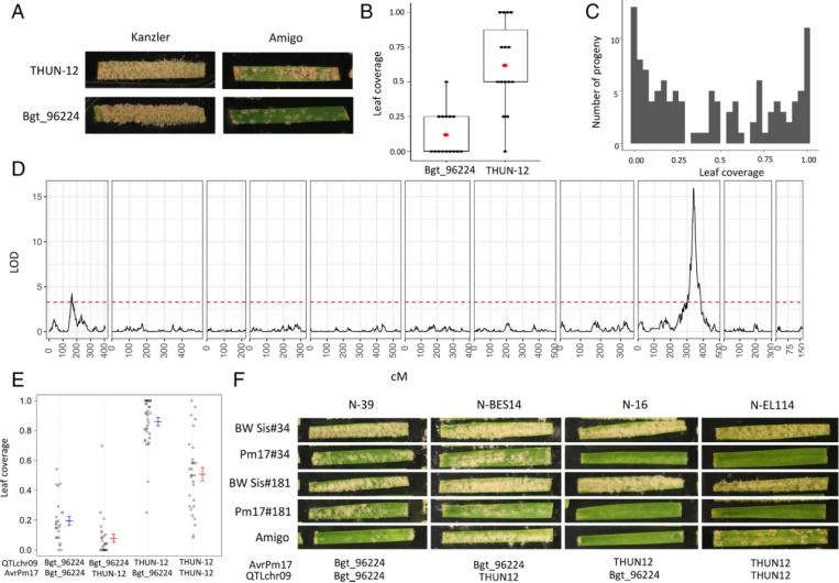 原创解读｜小麦白粉菌无毒基因AvrPm17的变异使Pm17丧失持久抗病性
