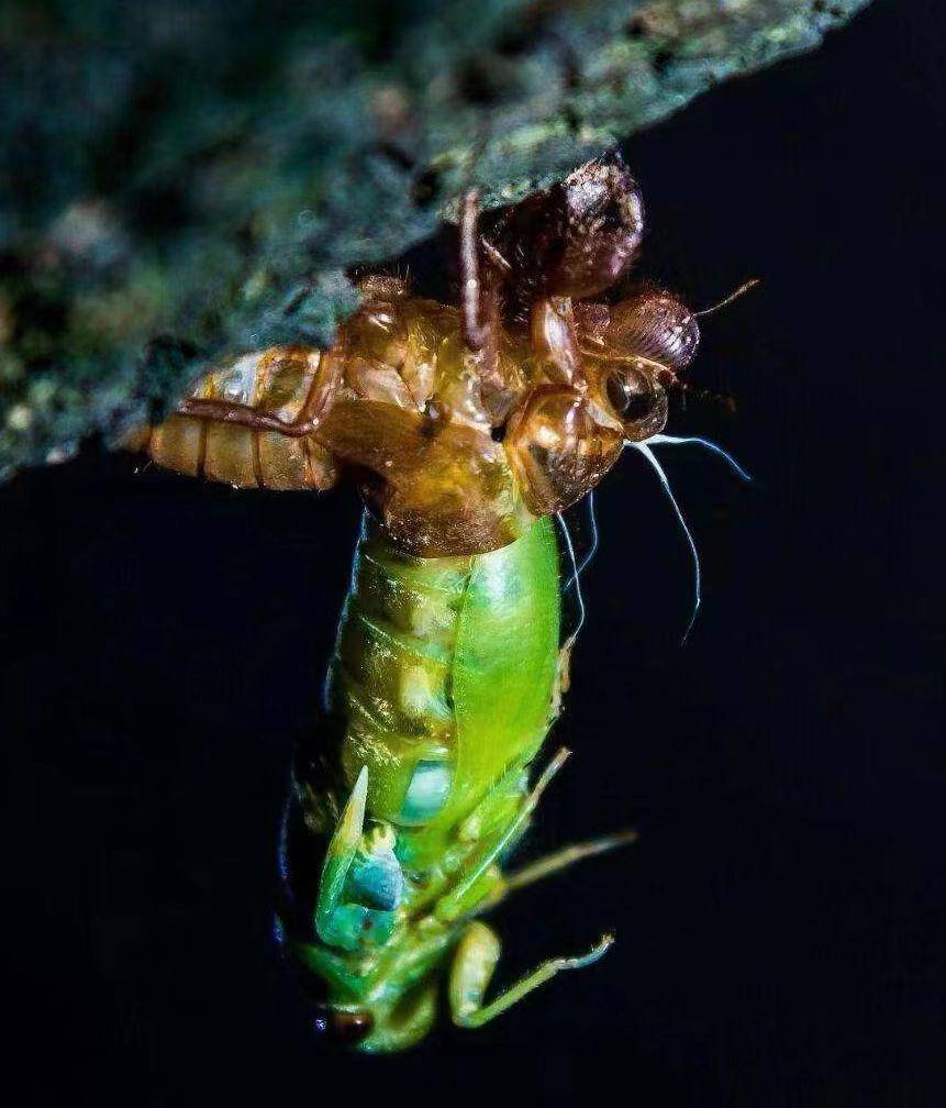 "金蝉脱壳"到"噤若寒蝉",它一生都在蜕变-热门资讯