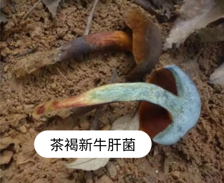 不要摘！不要买！不要吃！