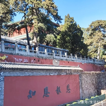 大树传媒