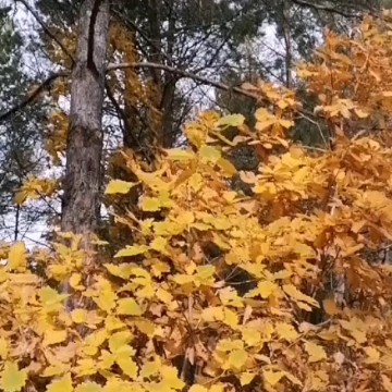 叶与根的对白