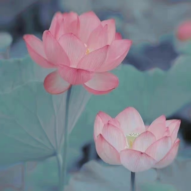 可木子爱阅读