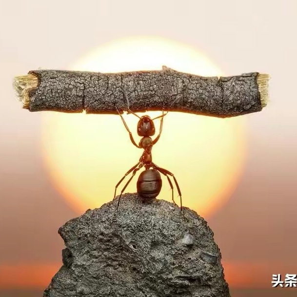 天才雅格