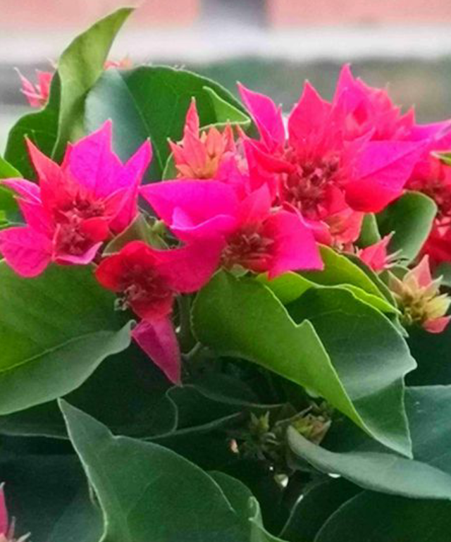 三角梅冬天落叶吗，三角梅冬天落叶怎么办（三角梅冬季落叶落花）