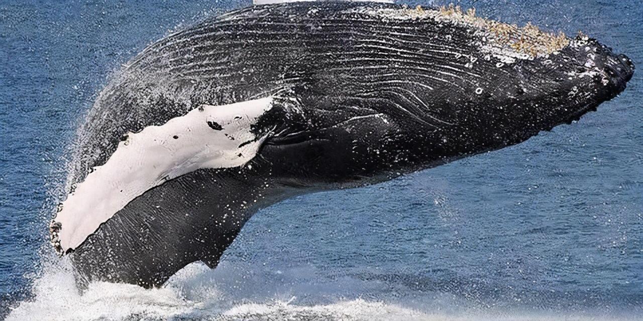 藤壶在鲸鱼身上疼吗？为什么鲸鱼身上寄生了那么多藤壶